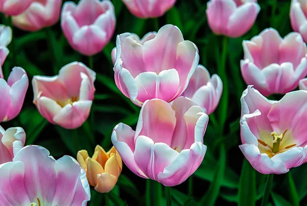 Keukenhof Lisse Netherlands 2015 Blooming Colorful Flowerbeds Cover Whole Garden — Stock Photo, Image