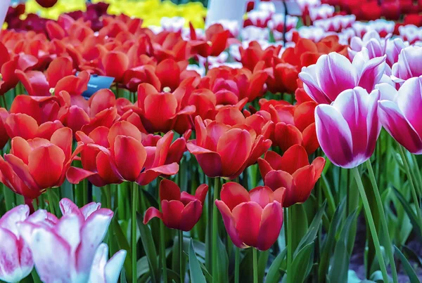 Keukenhof Lisse Hollanda 2015 Çiçek Açan Çiçekler Tüm Bahçe Parkını — Stok fotoğraf