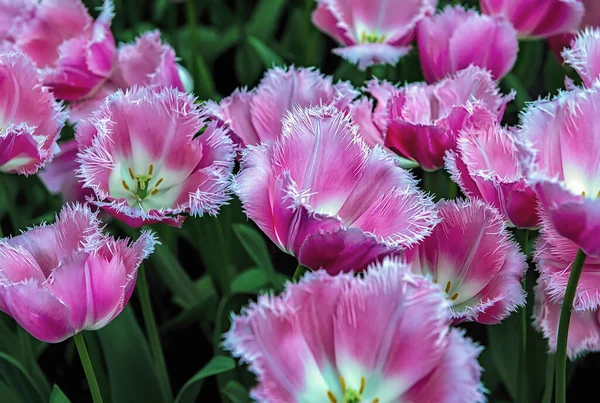 Keukenhof Lisse Países Baixos 2015 Camas Flores Coloridas Flor Cobrem — Fotografia de Stock