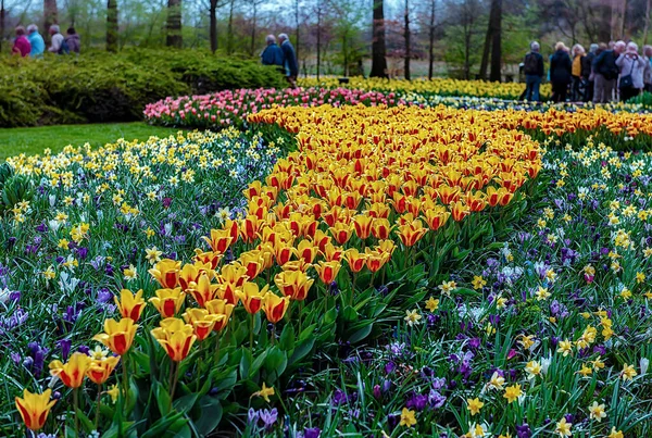 Keukenhof Lisse Hollanda 2015 Çiçek Açan Çiçekler Tüm Bahçe Parkını — Stok fotoğraf
