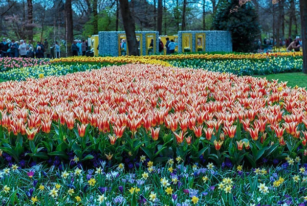 Keukenhof Lisse Hollanda 2015 Çiçek Açan Çiçekler Tüm Bahçe Parkını — Stok fotoğraf