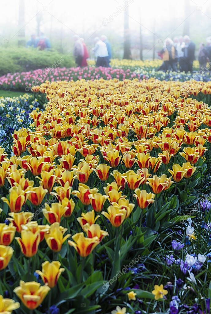 Keukenhof, Lisse, The Netherlands 16.04.2015: Blooming colorful flowerbeds cover the whole garden park. With an open windmill and different plant oriented attractions it's a popular tourist sitecontributor support