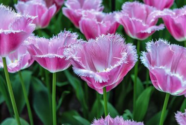 Keukenhof bahçeleri, Hollanda. Baharda renkli lalelerden oluşan çiçek tarhı. Hollanda, Keukenhof bahçesinde renkli laleler. Lale Çiçeği Alanı.