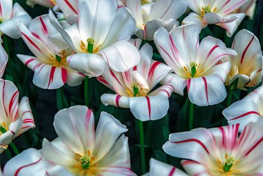 Keukenhof bahçeleri, Hollanda. Baharda renkli lalelerden oluşan çiçek tarhı. Hollanda, Keukenhof bahçesinde renkli laleler. Lale Çiçeği Alanı.