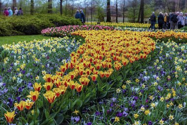 Keukenhof bahçeleri, Hollanda. Baharda renkli lalelerden oluşan çiçek tarhı. Hollanda, Keukenhof bahçesinde renkli laleler. Lale Çiçeği Alanı.