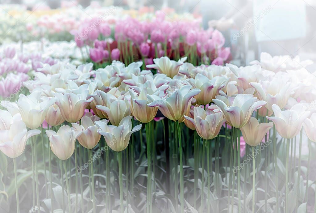 Keukenhof gardens, Netherlands. Flower bed of colourful tulips in spring. Colorful tulips in the Keukenhof garden, Holland Netherlands. Tulip Flower Field.