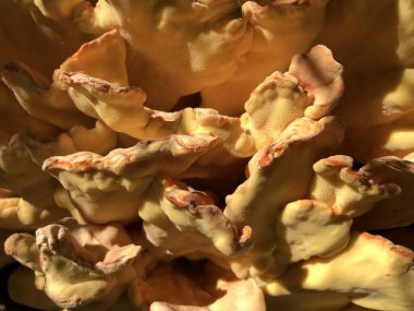 Sarı Armillaria zehirli mantarı ağaçta