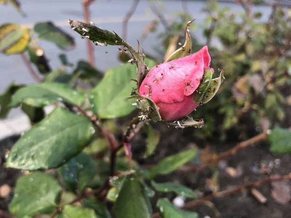 Doença de flores de jardim pulgão em rosas — Fotografia de Stock