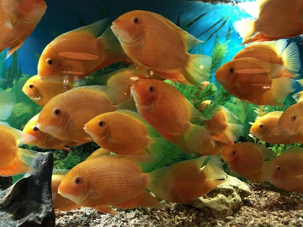 Big orange fishes in the aquarium water