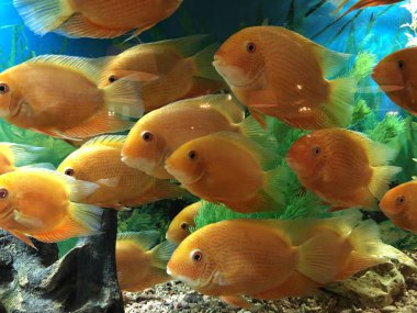 Akvaryum suyunda büyük turuncu balıklar