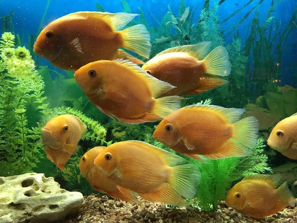 Big orange fishes in the aquarium water