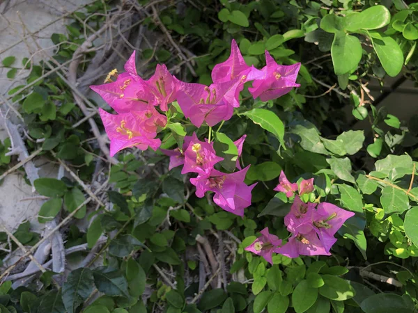 Квітково-фіолетове цвітіння квіткового фону Бугенвіля . — стокове фото