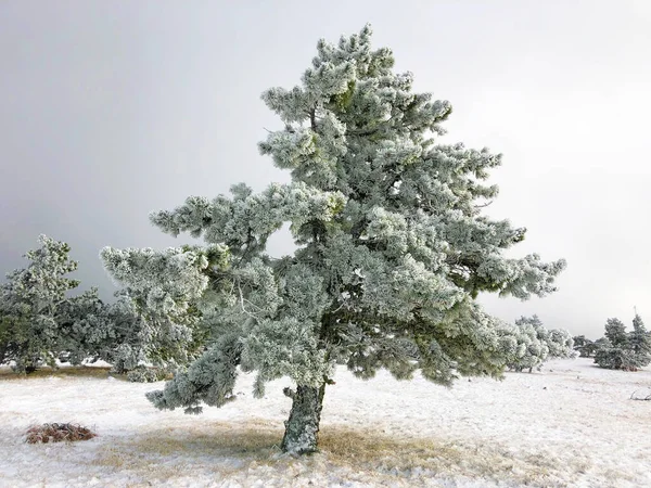 Winterlandschaft Hintergrund, Bäume im Raureif, Schnee. — Stockfoto