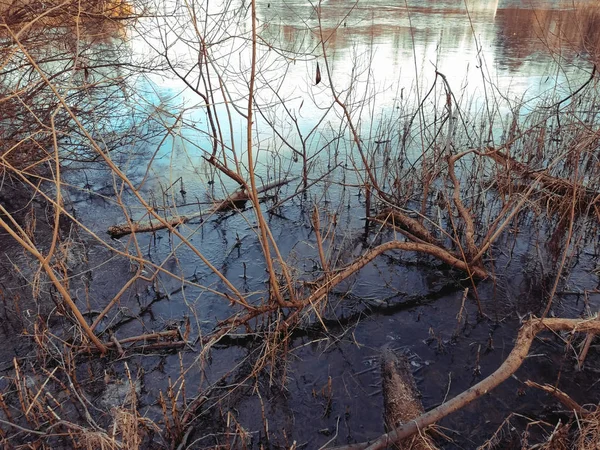 Zweige eines Busches ohne Blätter wachsen aus dem Teich. Ein Platz zum Herbstangeln am Wochenende. — Stockfoto