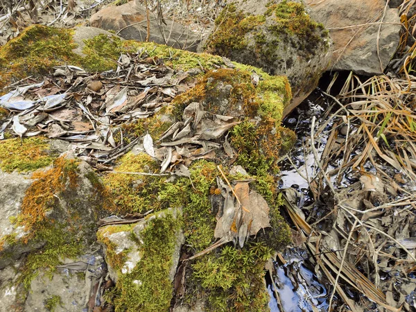 Gevallen blad ligt op een met sneeuw bedekte mos bedekte natuursteen. Natuurlijke achtergrond. — Stockfoto