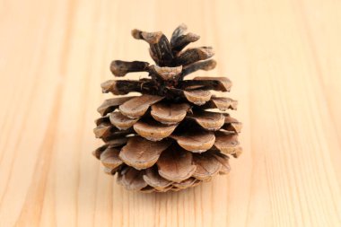 Tohumsuz çam kozalağı.