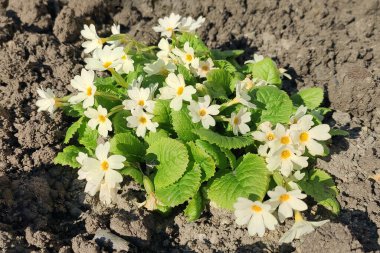 Baharın beyaz çiçekleri, güneşli bir günde yeşil yapraklarla birlikte.