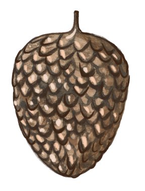 Kış illüstrasyonu ve tatil dekorasyonu için klip sanatı. Beyaz izole arkaplanda Noel süslemesi ve nesne.