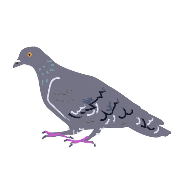 Güvercin Kuşunun Çizimi — Stok fotoğraf