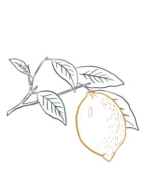 modern illüstrasyon, limonlu dal ve beyaz arkaplanda izole edilmiş yapraklar