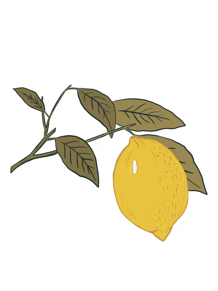 Современная Иллюстрация Ветвь Лемоном Листья Изолированы Белом Фоне — стоковое фото