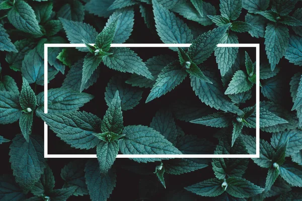 Yeşil yaprakları güzel koyu arka plan.