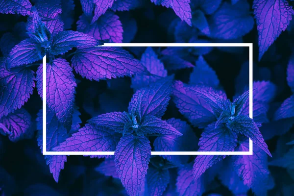 Yeşil yaprakları güzel koyu arka plan.