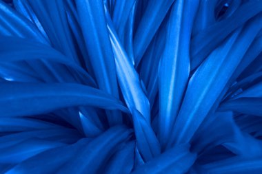 Yeşil çimenlerin güzel koyu arkaplanı.