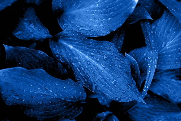 Beautiful dark background of blue leaves. — Stock Photo, Image