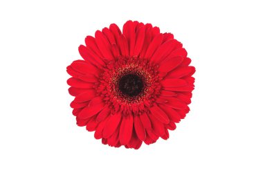 kırmızı gerbera çiçeği beyaz arkaplanda izole edilmiş.