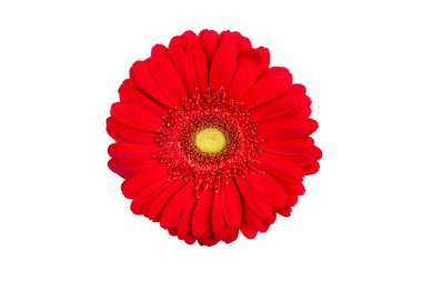 kırmızı gerbera çiçeği beyaz arkaplanda izole edilmiş.