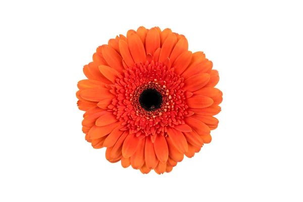 Flor de gerbera laranja isolada no fundo branco. — Fotografia de Stock