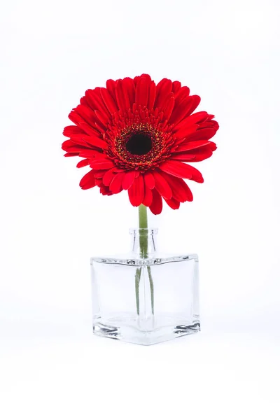 Gerbera rossa fiore in vaso di vetro . — Foto Stock