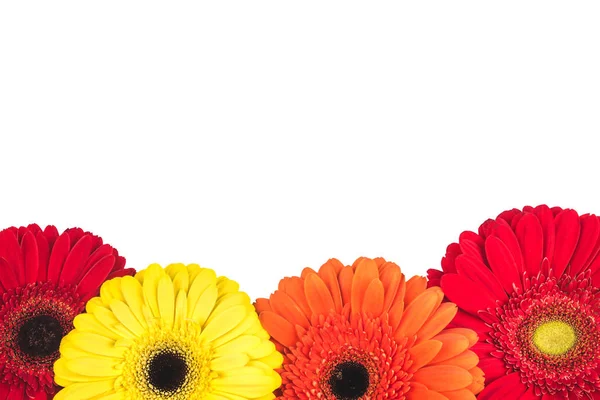 Beau fond floral de fleurs de gerbera . — Photo