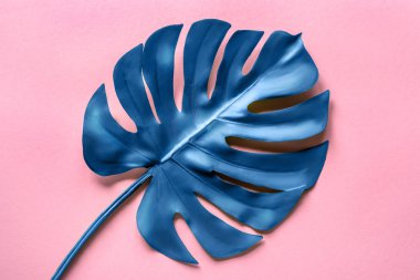 Pembe arka planda mavi canavar yaprağı. Düz yatış, üst görünüm.