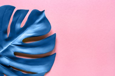 Pembe arka planda mavi canavar yaprağı. Düz yatış, üst görünüm.