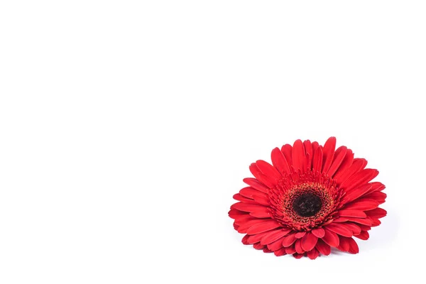 Fiore di gerbera rosso isolato su sfondo bianco. — Foto Stock