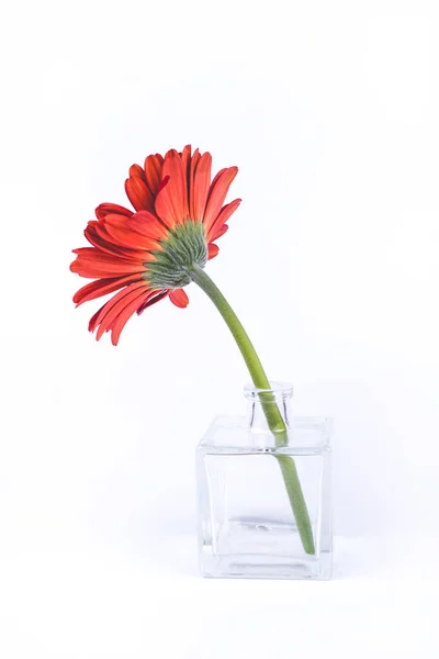 Red gerbera flower in glass vase. Stock Image