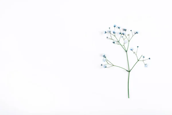 Piękna gałąź niebieskiego cyganerii kwiat na białym tle. — Zdjęcie stockowe
