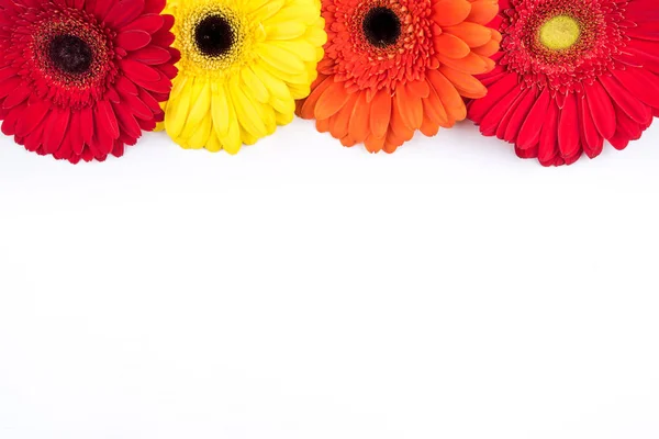 Beau fond floral de fleurs de gerbera . — Photo