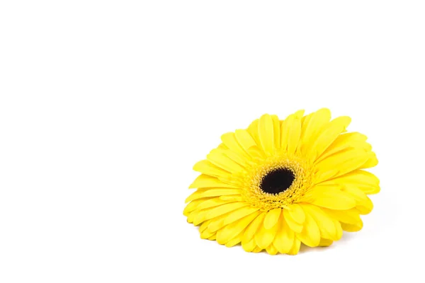 Fiore di gerbera giallo isolato su sfondo bianco. — Foto Stock