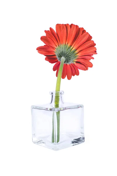 Cam vazoda kırmızı gerbera çiçeği. — Stok fotoğraf