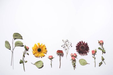 Kuru çiçek deseni beyaz arkaplanda izole edildi.