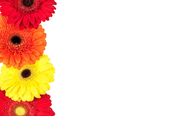 Bellissimo sfondo floreale di fiori di gerbera . — Foto Stock