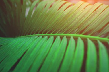 yeşil palmiye yaprağının arkaplanı.