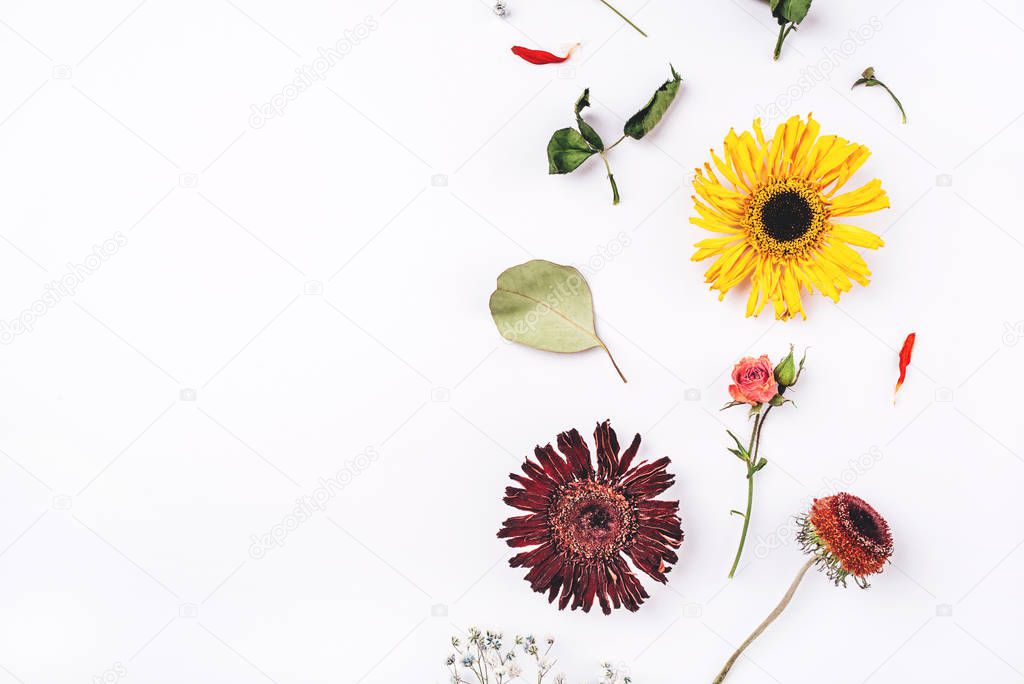 Frame of dry flowers on white background.