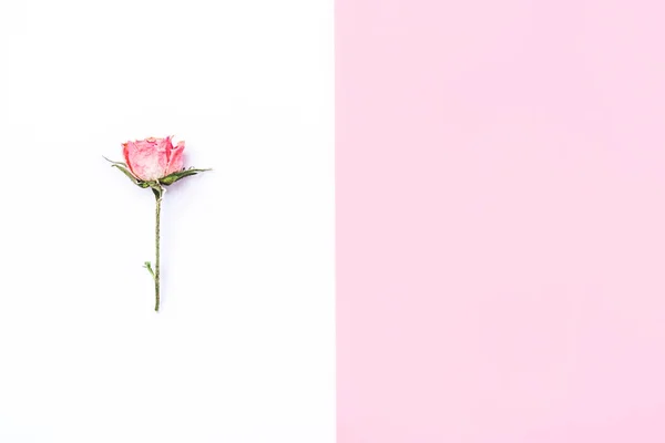 Πλαίσιο από αποξηραμένο τριαντάφυλλο σε λευκό και ροζ φόντο. — Φωτογραφία Αρχείου