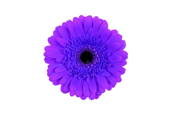 Purple gerbera flower isolated on white background. — Stock Photo, Image