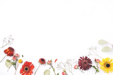 Beyaz arkaplanda kuru çiçek çerçevesi.