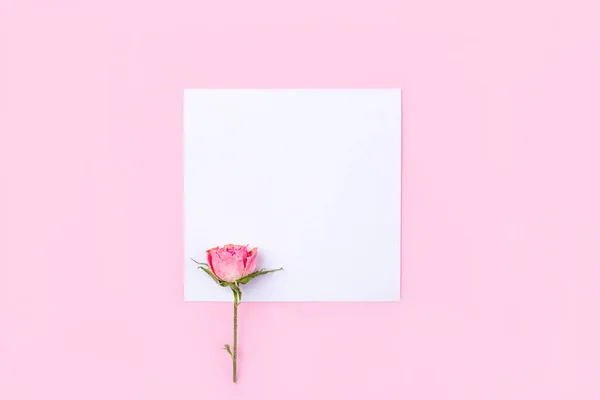 분홍색 배경에 있는 말린 장미꽃. — 스톡 사진